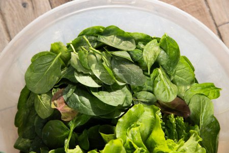 Photo for Organic lettuce and spinach in bowl - Royalty Free Image