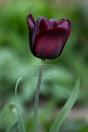 Téléchargez les photos : Belle floraison de tulipes au printemps - en image libre de droit