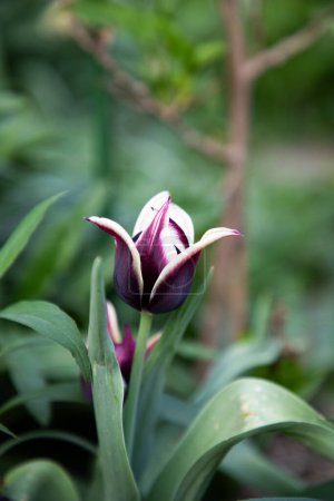 Téléchargez les photos : Belle floraison de tulipes au printemps - en image libre de droit