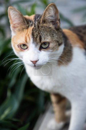 Téléchargez les photos : Mignon petit chat dans la nature - en image libre de droit