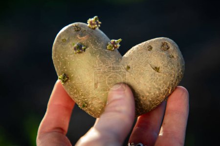 Téléchargez les photos : Agriculteur tenant pommes de terre en forme de coeur prêt pour la plantation de jardinage biologique - en image libre de droit