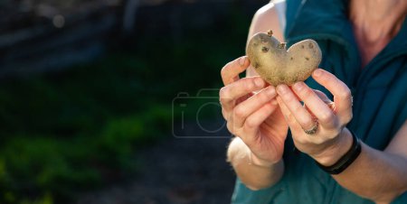 Photo for Farmer holding heart shaped potatoes ready for planting organic gardening - Royalty Free Image