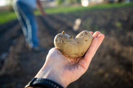 Photo for Farmer holding heart shaped potatoes ready for planting organic gardening - Royalty Free Image