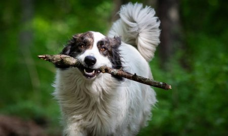 Téléchargez les photos : Mignon chien de berger blanc jouant dans la nature - en image libre de droit