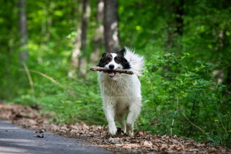 Foto de Lindo perro pastor blanco jugando en la naturaleza - Imagen libre de derechos