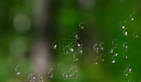 Téléchargez les photos : Petits insectes volant dans la forêt verte - en image libre de droit