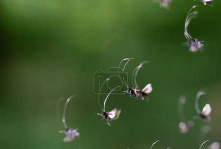 Foto de Pequeños insectos volando en el bosque verde - Imagen libre de derechos