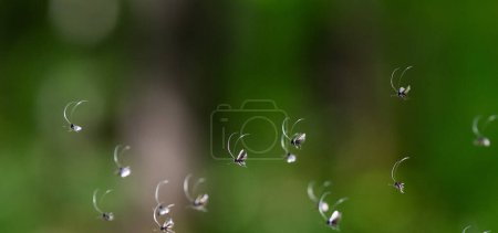 Photo for Small bugs flying in green forest - Royalty Free Image
