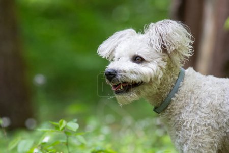 Photo for Cute little pumi dog enjoying the outdoors - Royalty Free Image