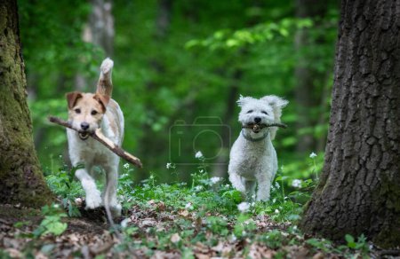 Photo for Cute terrier playing outdoors - Royalty Free Image
