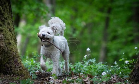 cute little pumi dog enjoying the outdoors
