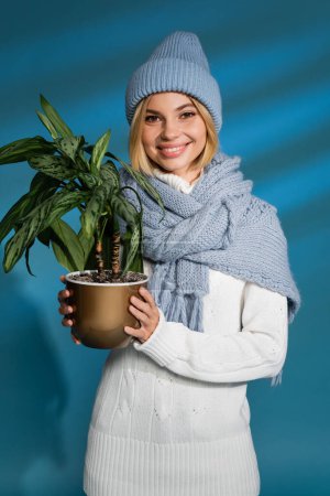 glückliche junge Frau mit Wintermütze und Pullover, die grüne Topfpflanze auf blauem Grund hält 
