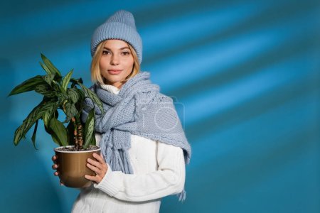 blonde young woman in winter hat and sweater holding potted green plant on blue 