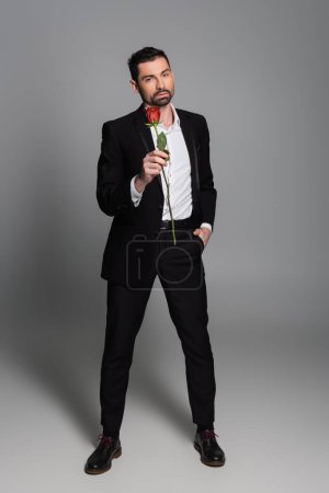 full length of bearded man in suit posing with hand in pocket while holding rose on grey 