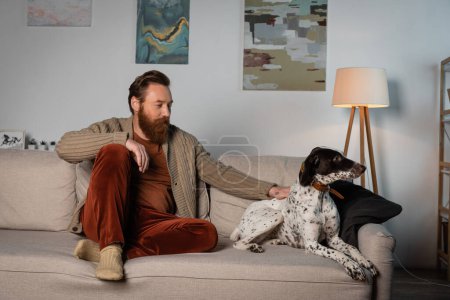 Hombre barbudo mirando perro dálmata en el sofá en casa 