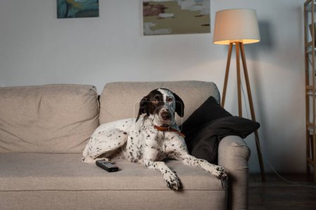 Dalmacia perro acostado cerca de mando a distancia en el sofá en casa 