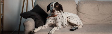 Remote controller near dalmatian dog on couch in living room, banner 