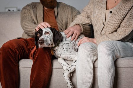 Cropped view of couple petting dalmatian dog on sofa in living room 