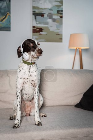 Dalmatiner-Hund mit drahtlosen Kopfhörern sitzt zu Hause auf Couch 