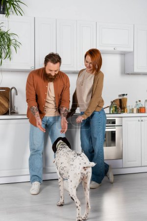 Cheerful couple in jeans looking at dalmatian dog in kitchen 
