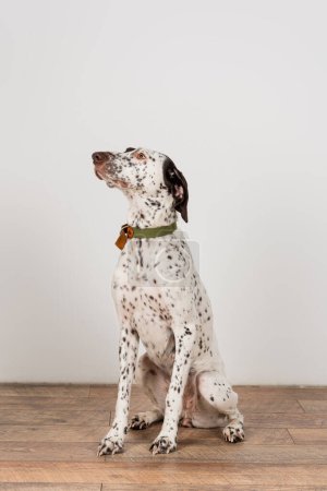 Dalmatian dog with collar sitting near white wall at home 