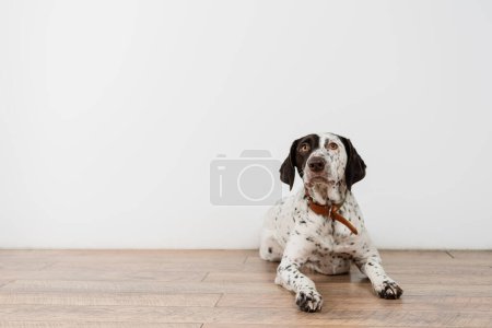 Dalmatian dog with collar lying n floor at home 