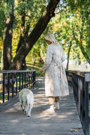 Foto de Vista lateral de mujer sonriente en gabardina caminando con labrador en puente en parque - Imagen libre de derechos