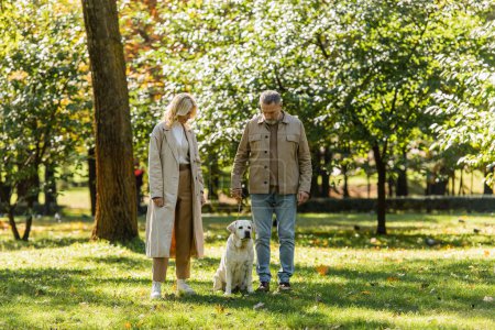 Middle aged couple looking at labrador sitting on lawn in park at daytime 