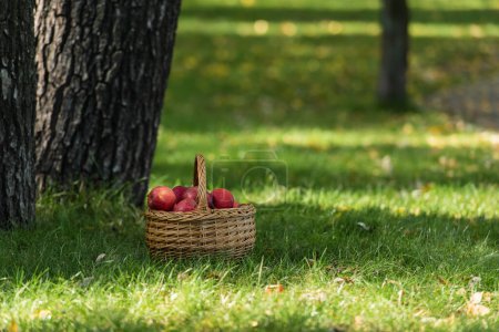 red fresh apples in wicket basket on green lawn near trees 
