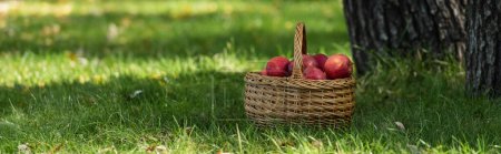 red fresh apples in wicket basket on green lawn with fresh grass, banner 