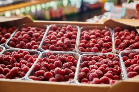 object photo of huge amount of packed nutritious raspberries at grocery store, farmers market