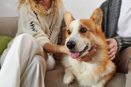 Photo for Cropped couple in casual winter outfits sitting on couch and cuddling corgi dog in modern apartment - Royalty Free Image