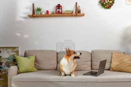 Photo for Adorable corgi dog sitting on couch next to laptop and decorated apartment on Christmas day - Royalty Free Image
