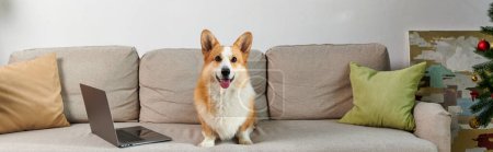 adorable corgi dog sitting on couch next to laptop and decorated apartment on Christmas day, banner