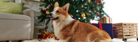 corgi dog sitting on fluffy and soft carpet and looking up near decorated Christmas tree, banner