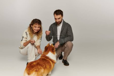 Photo for Cheerful couple in winter attire smiling and playing with cute corgi dog on grey background - Royalty Free Image