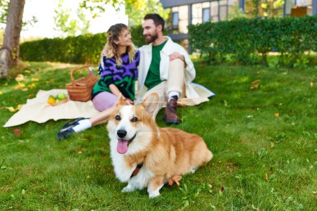 adorable corgi dog lying on green grass near blurred and happy couple during picnic, outdoors
