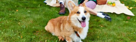 Photo for Adorable corgi dog lying on green grass near blurred and happy couple during picnic, banner - Royalty Free Image