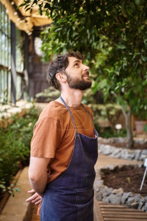 happy good looking bearded gardener in denim apron looking at green leaves of tree in greenhouse