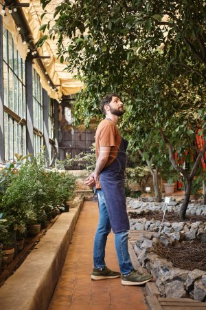 happy good looking bearded gardener in denim apron looking at green leaves of tree in greenhouse