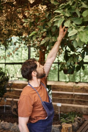 gut aussehender und bärtiger Gärtner in Jeansschürze untersucht frische Blätter von Pflanzen im Gewächshaus