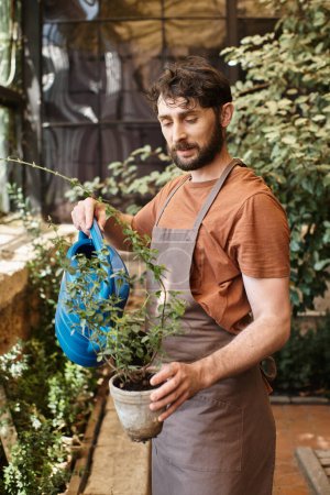 good looking and bearded gardener in denim apron watering plants in greenhouse, horticulture concept