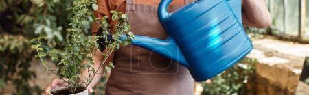 cropped banner of gardener in denim apron watering plants in greenhouse, horticulture concept