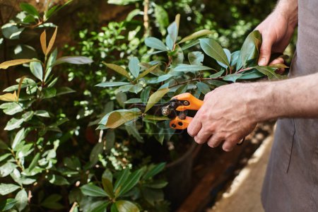 Foto de Vista recortada del jardinero en delantal de lino cortando ramas de plantas con tijeras de tijera en invernadero - Imagen libre de derechos