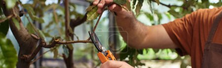 Foto de Pancarta recortada de jardinero cortando ramas de plantas con tijeras de jardinería en invernadero - Imagen libre de derechos