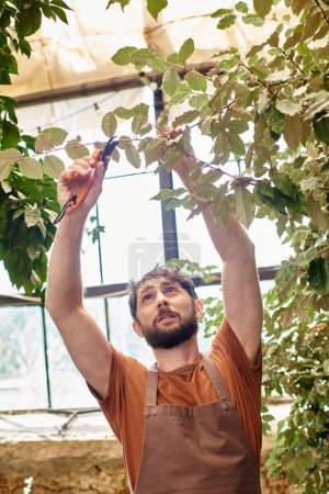 bearded gardener in linen apron cutting branches of plants with gardening scissors in greenhouse