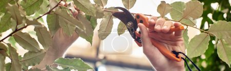 cropped banner of gardener cutting branches of plants with gardening scissors in greenhouse