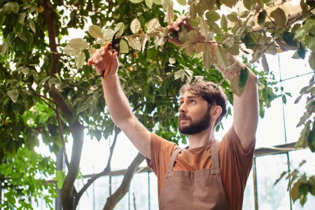 jardinier barbu en toile tablier coupe branche sur arbre avec ciseaux de jardinage en serre