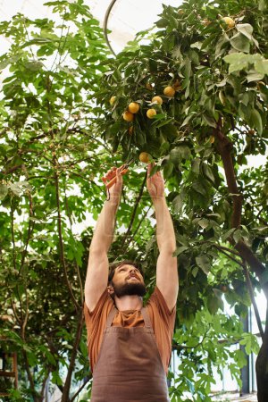 bearded gardener in linen apron cutting branch on tree with gardening scissors in greenhouse