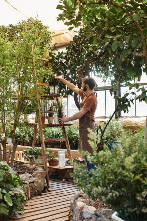 hermoso jardinero barbudo en delantal de lino sosteniendo lámpara vintage cerca de rack con plantas en invernadero